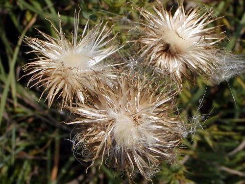 autumn meadow grass