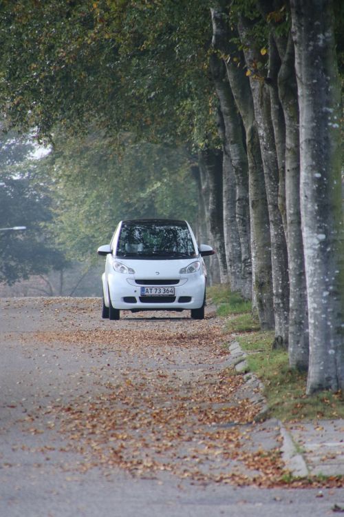 autumn wood car