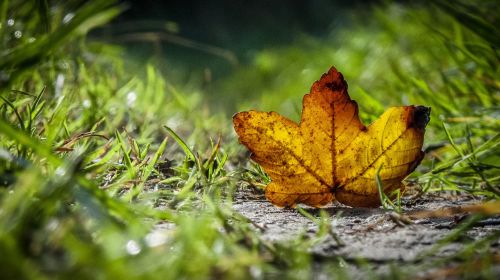 autumn leaves golden autumn