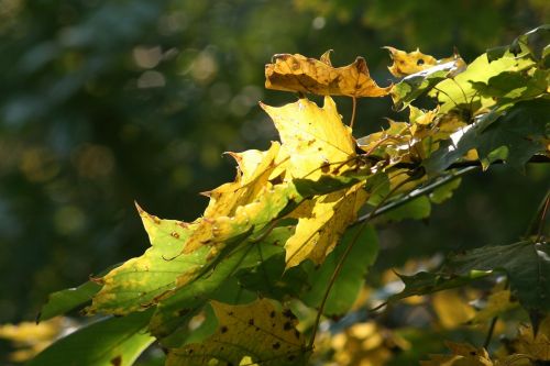 autumn season foliage