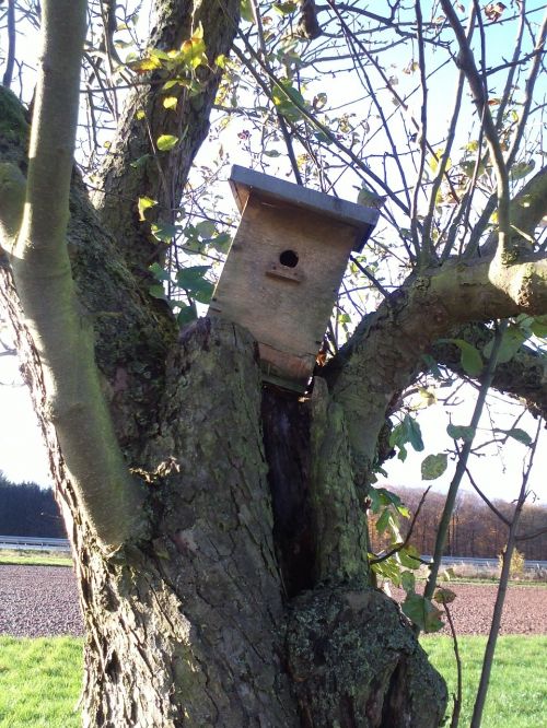 autumn bird feeder tree