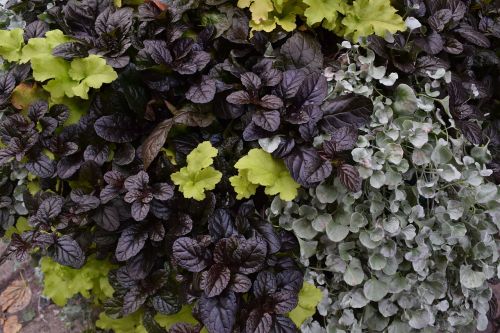 autumn leaf plants