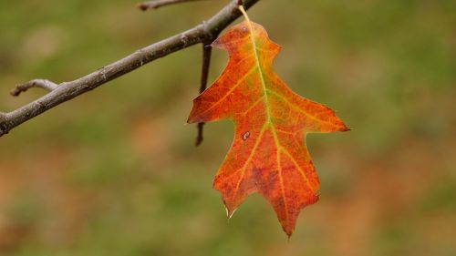 autumn blade colorful