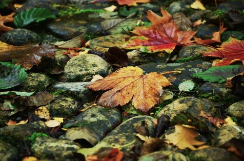 autumn leaves stones