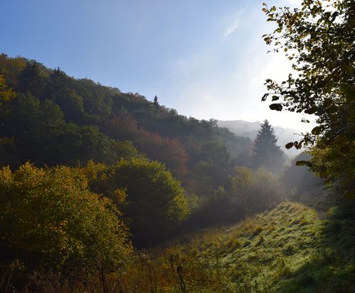 autumn forest coloring