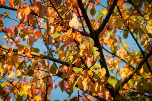 autumn leaves fall foliage