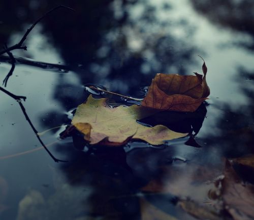 autumn pond leaves