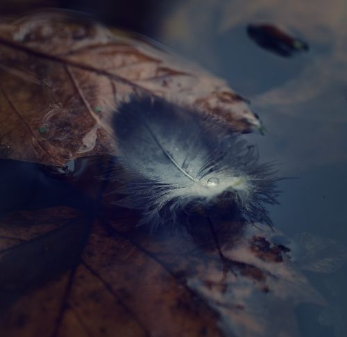 autumn pond leaves