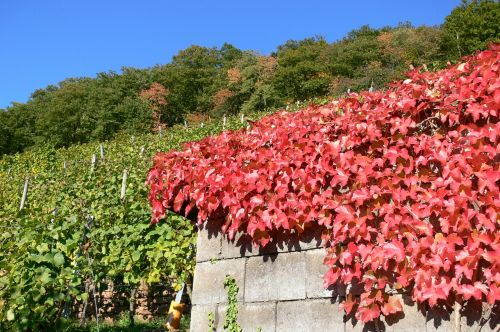 autumn vineyard winegrowing