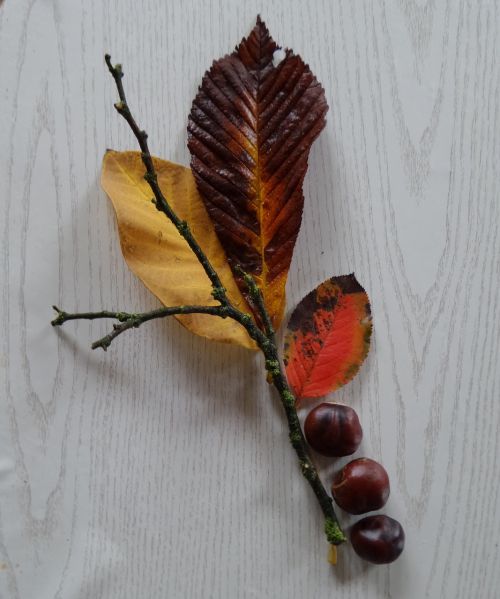 autumn leaves chestnut