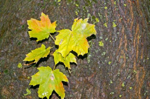 autumn maple leaves log