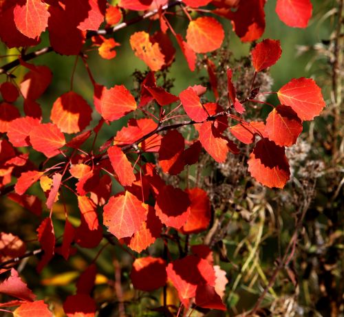 autumn leaves red