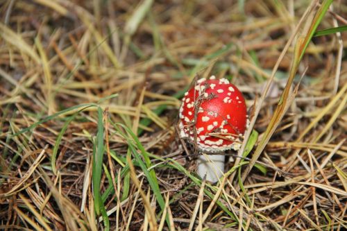 autumn nature mushroom