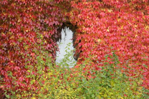 autumn leaves window