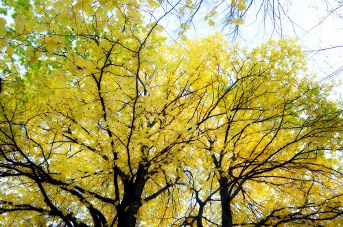 autumn golden autumn tree