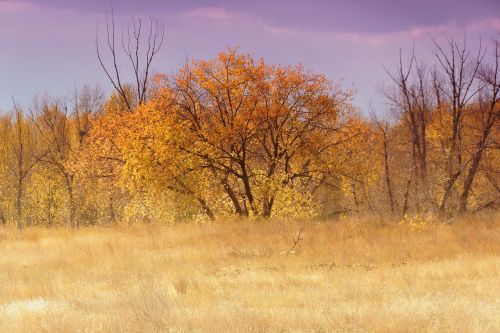 autumn trees living nature