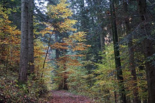 autumn forest tree