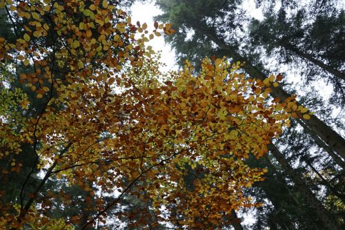 autumn forest tree