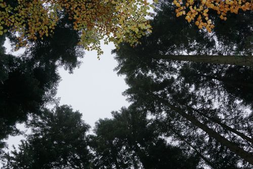 autumn forest tree