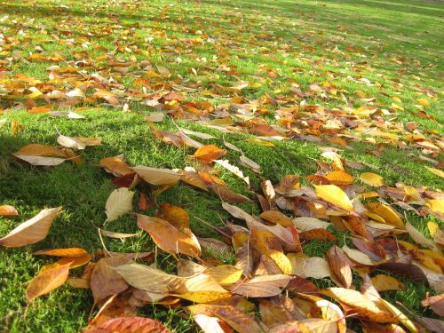 autumn park leaves