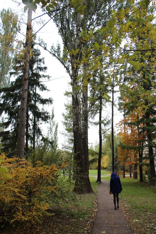 autumn trees path