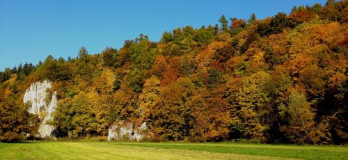 autumn landscape tree