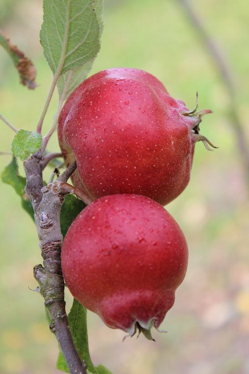 autumn apple  apple  red