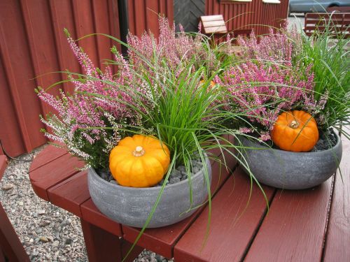 autumn arrangement pumpkins seedlings