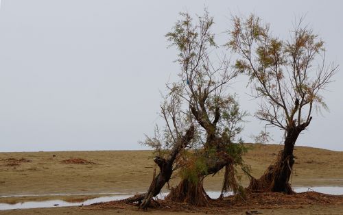 autumn at sea trees beach