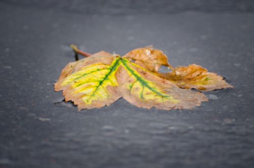 Autumn Background