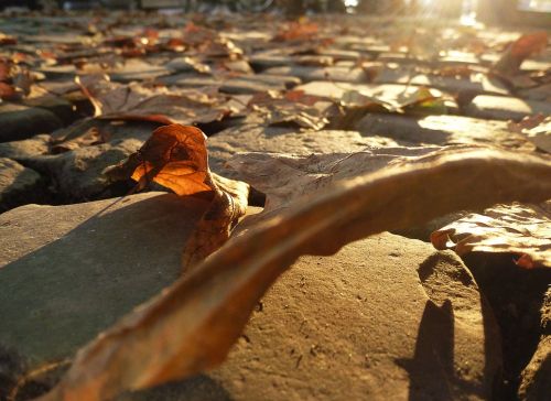 autumn beginning true leaves road