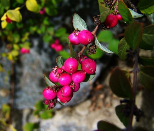 autumn berries and crop pink berries nature