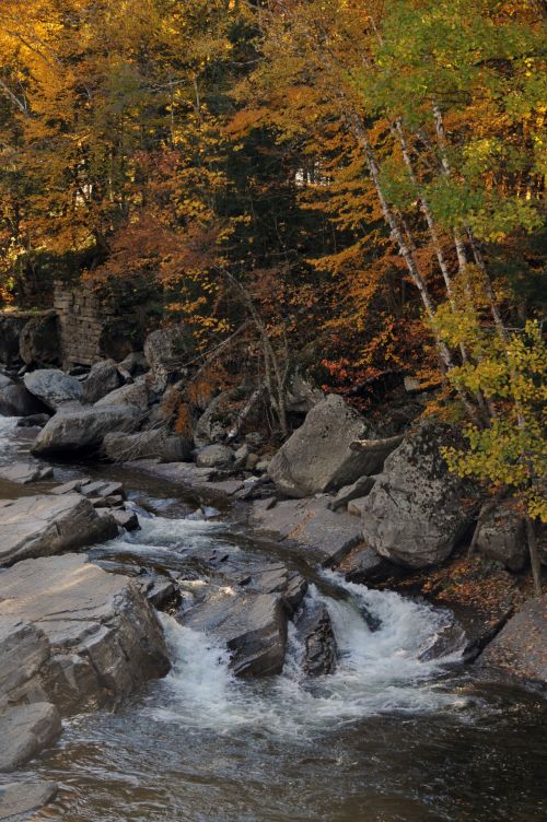 Autumn Brook - Portrait