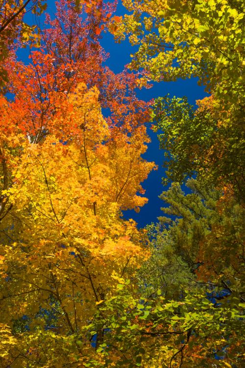 Autumn Canopy View