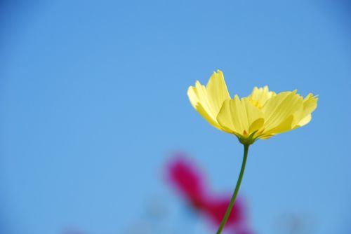 autumn cherry yellow flower