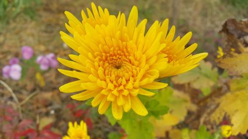 autumn chrysanthemum yellow flower chrysanthemum