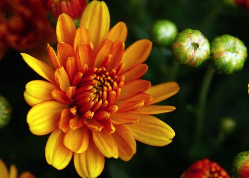 autumn chrysanthemums autumn flower aster