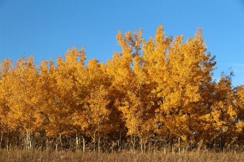 Autumn Colors