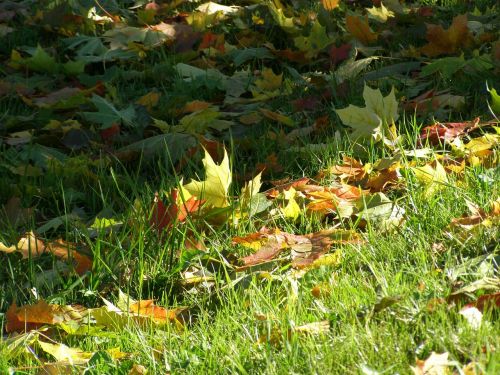 autumn colors foliage grass