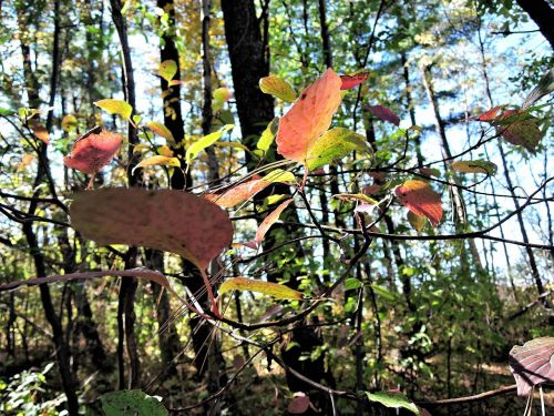 autumn colors leaves woods