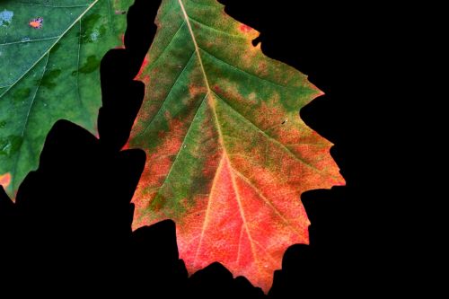 autumn colours leaves fall foliage