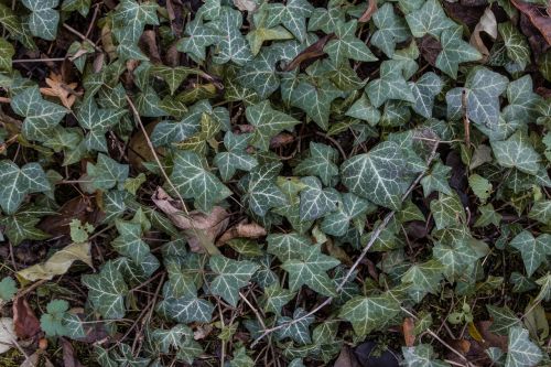 autumn colours autumn leaf ivy