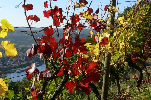 autumn colours vine leaves vines