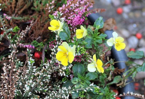 autumn composition decoration flowers