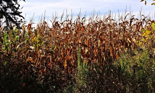 autumn corn field crops grain
