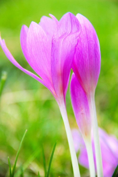 autumn crocus flower nature