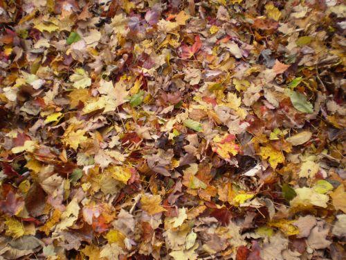 Autumn Dry Leaves