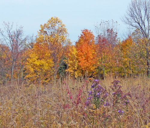 Autumn Field