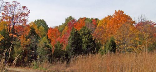 Autumn Field