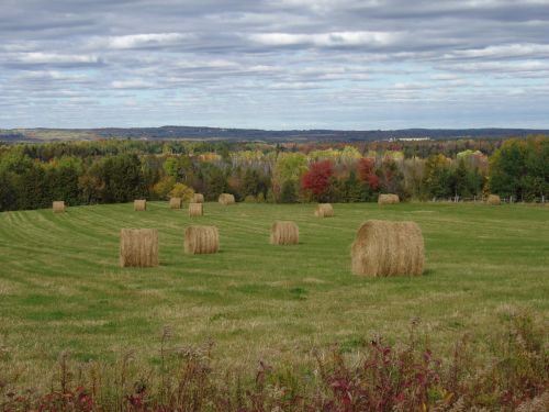 Autumn Field